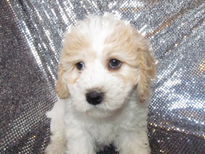Female Cavachon Puppy for Sale #33 Ready This Christmas 2012|Visa and MasterCard Credit Cards Accepted